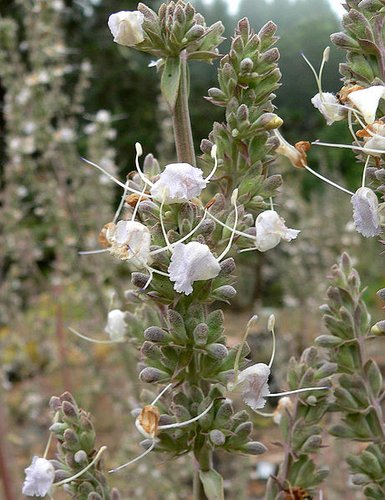 Apiana Flower seeds for Planting Wildflower Mix Heirloom & GMO Free Seeds for Home Garden
