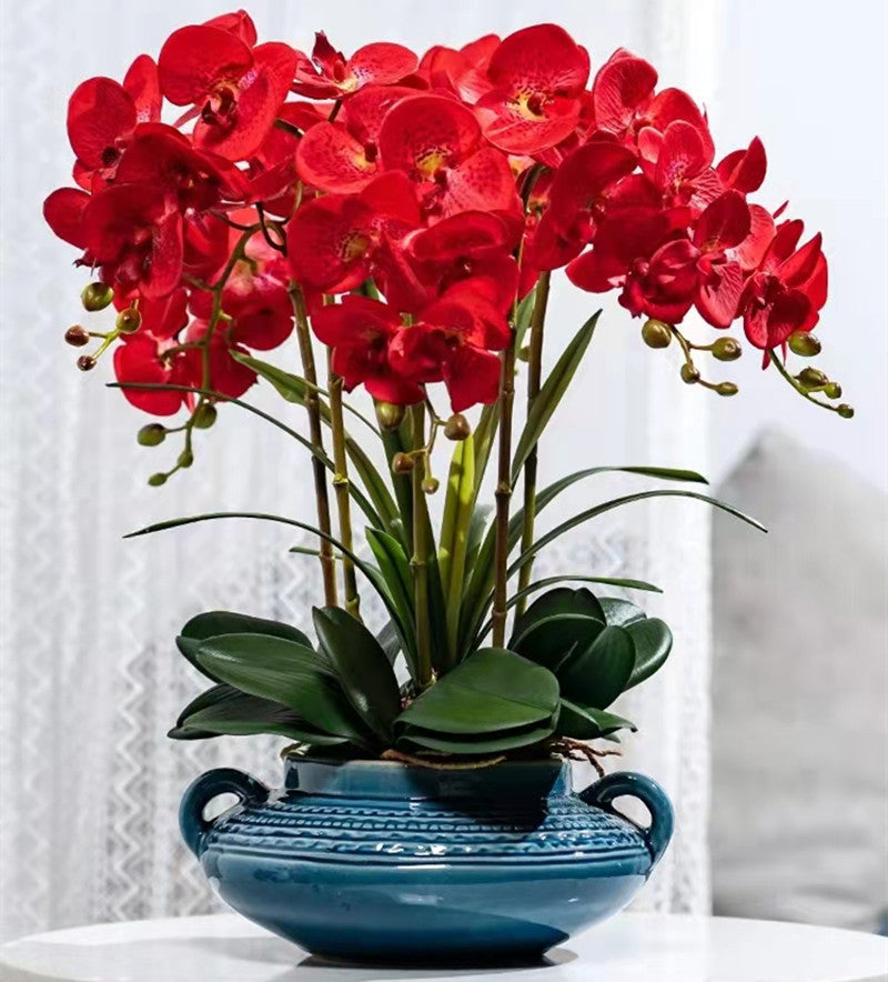 Red Phalaenopsis Flower Seeds for Planting Bright Blooms Heirloom & GMO Free Seeds for Home Garden
 
 Sale