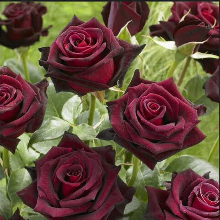 Red Baccara Flower seeds for Planting - Seasonal Bloomer, Heirloom & GMO Free Seeds for Home Garden