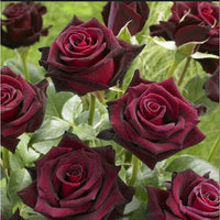 Red Baccara Flower seeds for Planting - Seasonal Bloomer, Heirloom & GMO Free Seeds for Home Garden