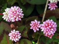 Capitata Flower seeds for Planting - Drought Tolerant, Heirloom & GMO Free Seeds for Home Garden