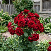 Red Rose Flower Planting Seeds Collection