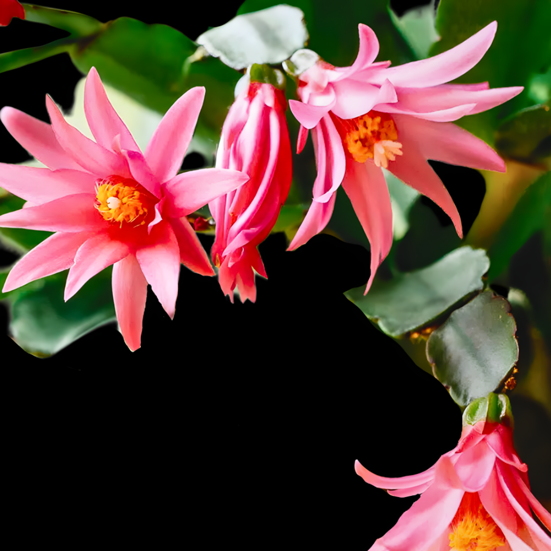 Multicolor Schlumbergera Flower seeds for Planting Versatile Use Heirloom & GMO Free Seeds For Home Garden 
 
 Sale