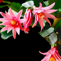 Multicolor Schlumbergera Flower seeds for Planting Versatile Use Heirloom & GMO Free Seeds For Home Garden 
 
 Sale