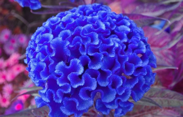 Cockscomb Blue Flower Seeds for Planting  Vibrant Annual Blooms