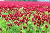 Crimson Flower seeds for Planting Colorful Display Heirloom & GMO Free Seeds for Home Garden