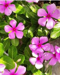 Periwinkle Flower Seeds for Easy Planting