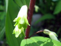 White Polygonatum Flower seeds for Planting - Perfect for Borders, Heirloom & GMO Free Seeds for Home Garden