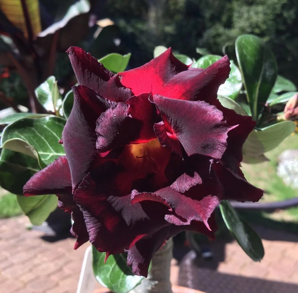 Dark Red Adenium Obesum Seeds Flower seeds for Planting Compact Growth Heirloom & GMO Free Seeds for Home Garden 
 
 Sale
