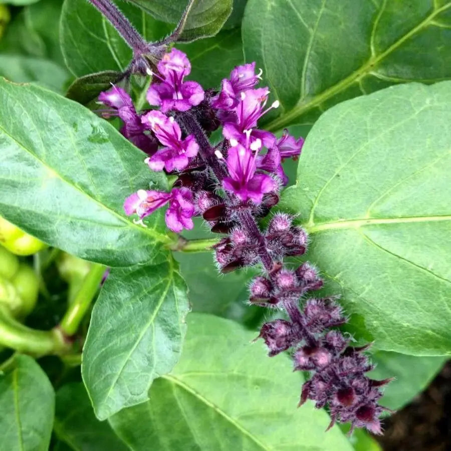 Ocimum Flower seeds for Planting, Fragrant Blossoms Heirloom & GMO Free Seeds for Home Garden