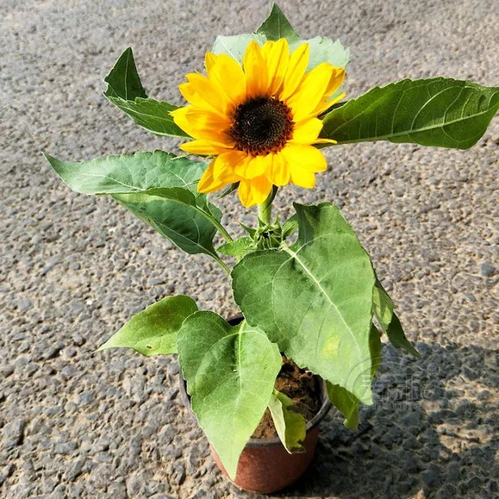 Sunflower Bonsai Planting Flower Seeds Black