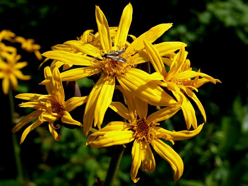 Ligularia Dentata Flower seeds for Planting - Garden Favorite, Heirloom & GMO Free Seeds for Home Garden