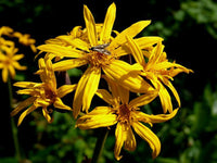 Ligularia Dentata Flower seeds for Planting - Garden Favorite, Heirloom & GMO Free Seeds for Home Garden