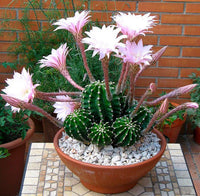 Echinopsis Flower seeds for Planting Premium Quality Heirloom & GMO Free Seeds for Home Garden 
 
 Sale