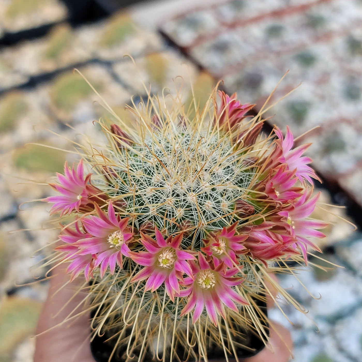 Mixed Mammillaria Flower seeds for Planting Colorful Display Heirloom & GMO Free Seeds for Home Garden
 
 Sale