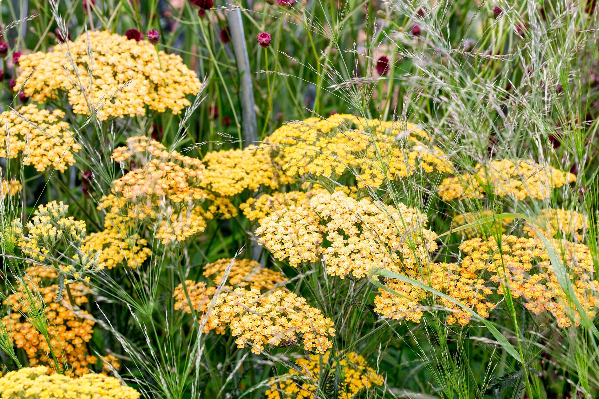 Achillea Flower seeds for Planting, Colorful Display Heirloom & GMO Free Seeds for Home Garden