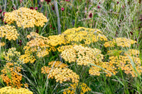 Achillea Flower seeds for Planting, Colorful Display Heirloom & GMO Free Seeds for Home Garden