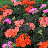 Mixed Colour Geranium Pelargonium Seeds for Planting