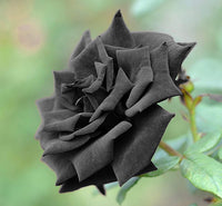 Dark Grey Rose Flower Seeds for Planting Wildflower Mix Heirloom & GMO Free Seeds for Home Garden
 
 Sale