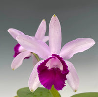 Cattleya Intermedia Flower seeds for Planting, Long Bloom Season Heirloom & GMO Free Seeds for Home Garden