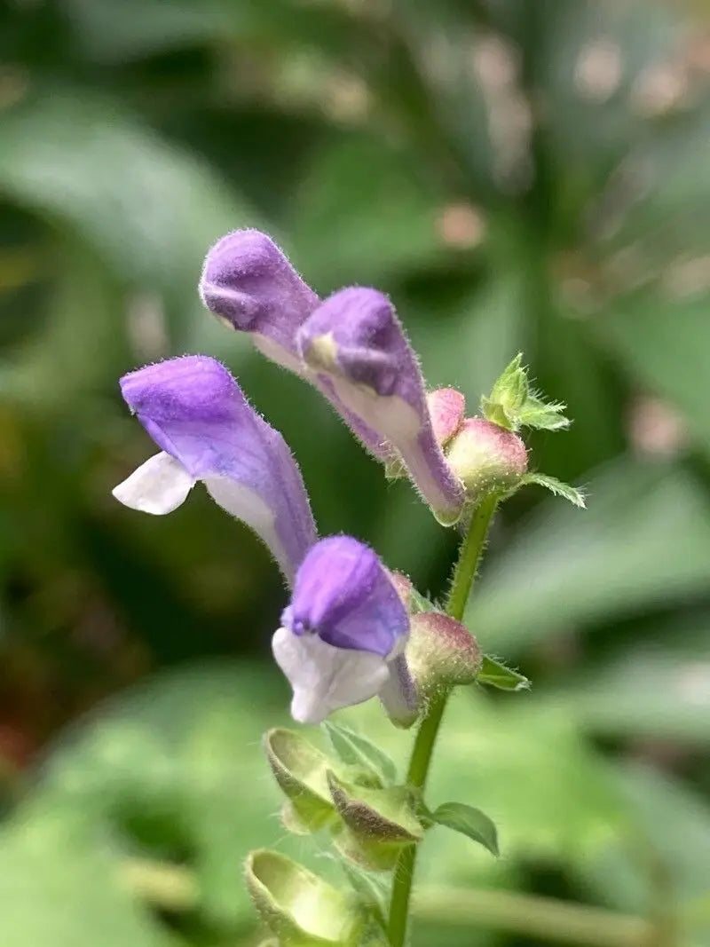 Violet Coronilla Flower seeds for Planting Fragrant Blossoms Heirloom & GMO Free Seeds for Home Garden
 
 Sale