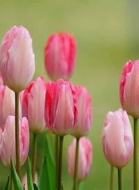 White Pink Tulip Flower seeds for Planting Sun Loving Heirloom & GMO Free Seeds for Home Garden
