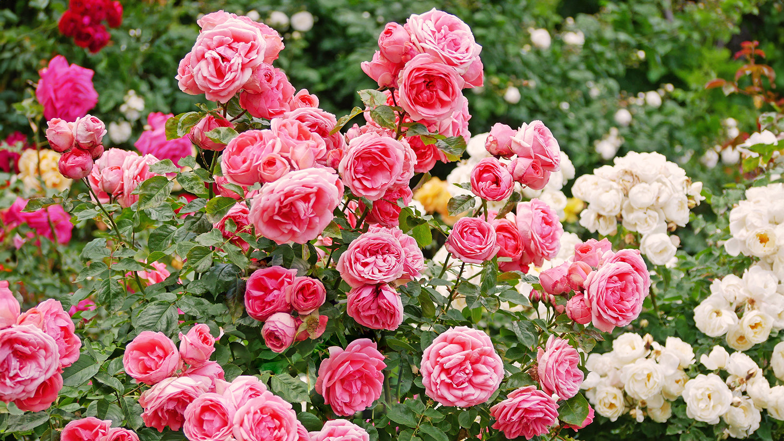 Mixed Climbing Rose Seeds for Beautiful Garden Planting