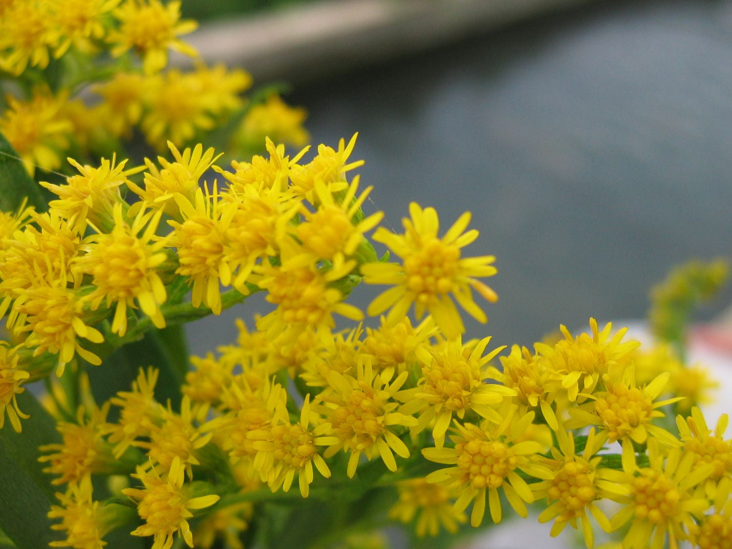 Solidago Canadensis Flower seeds for Planting Seasonal Bloomer Heirloom & GMO Free Seeds for Home Garden