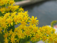 Solidago Canadensis Flower seeds for Planting Seasonal Bloomer Heirloom & GMO Free Seeds for Home Garden