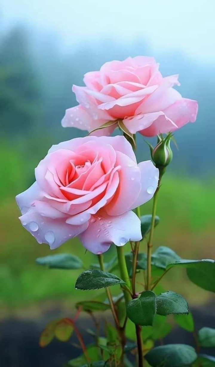 Pink Rose Flower seeds for Planting Cottage Garden Essential Heirloom & GMO Free Seeds for Home Garden 
 
 Sale