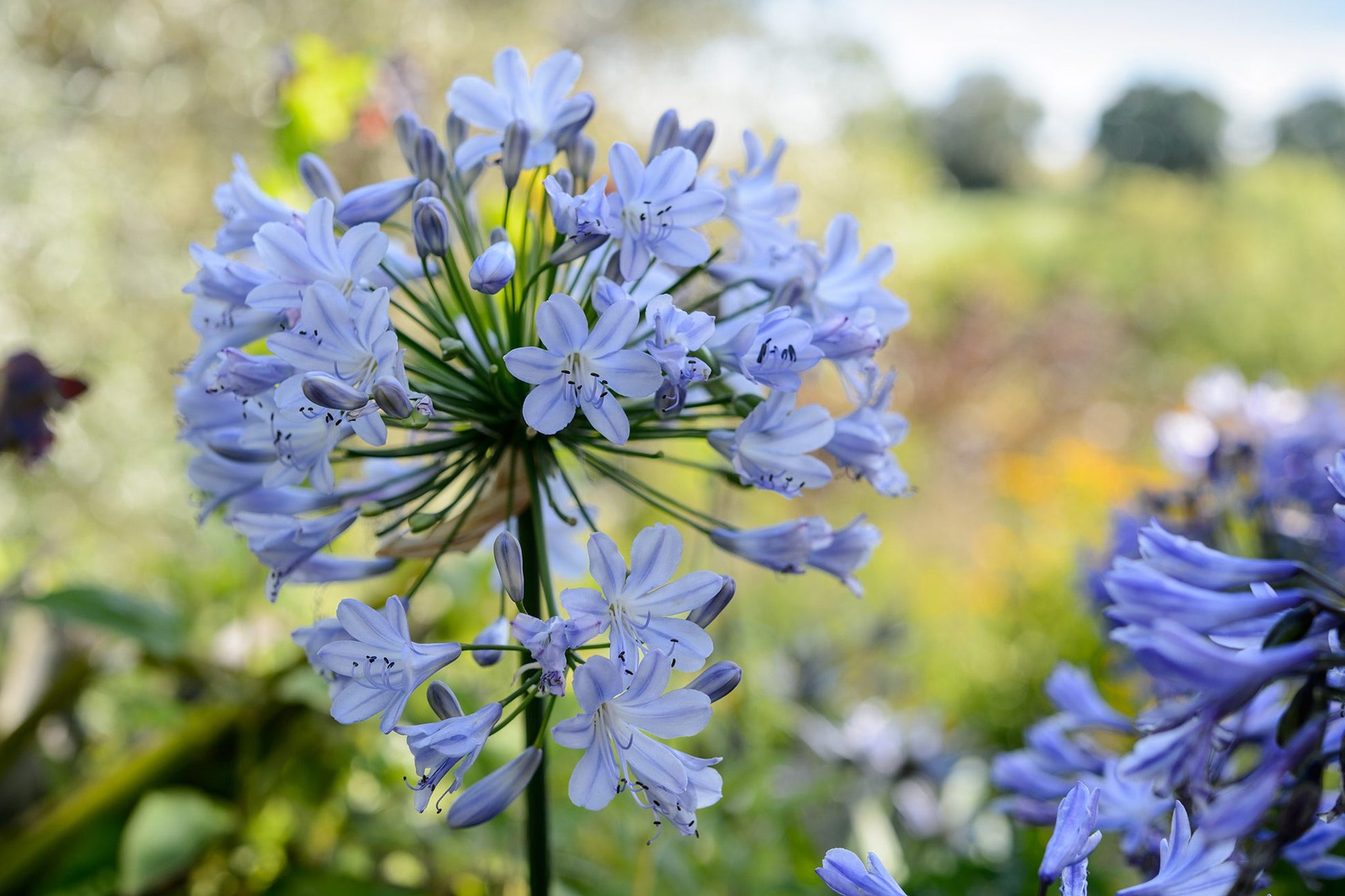 Agapanthus Flower seeds for Planting Premium Quality Heirloom & GMO Free Seeds for Home Garden