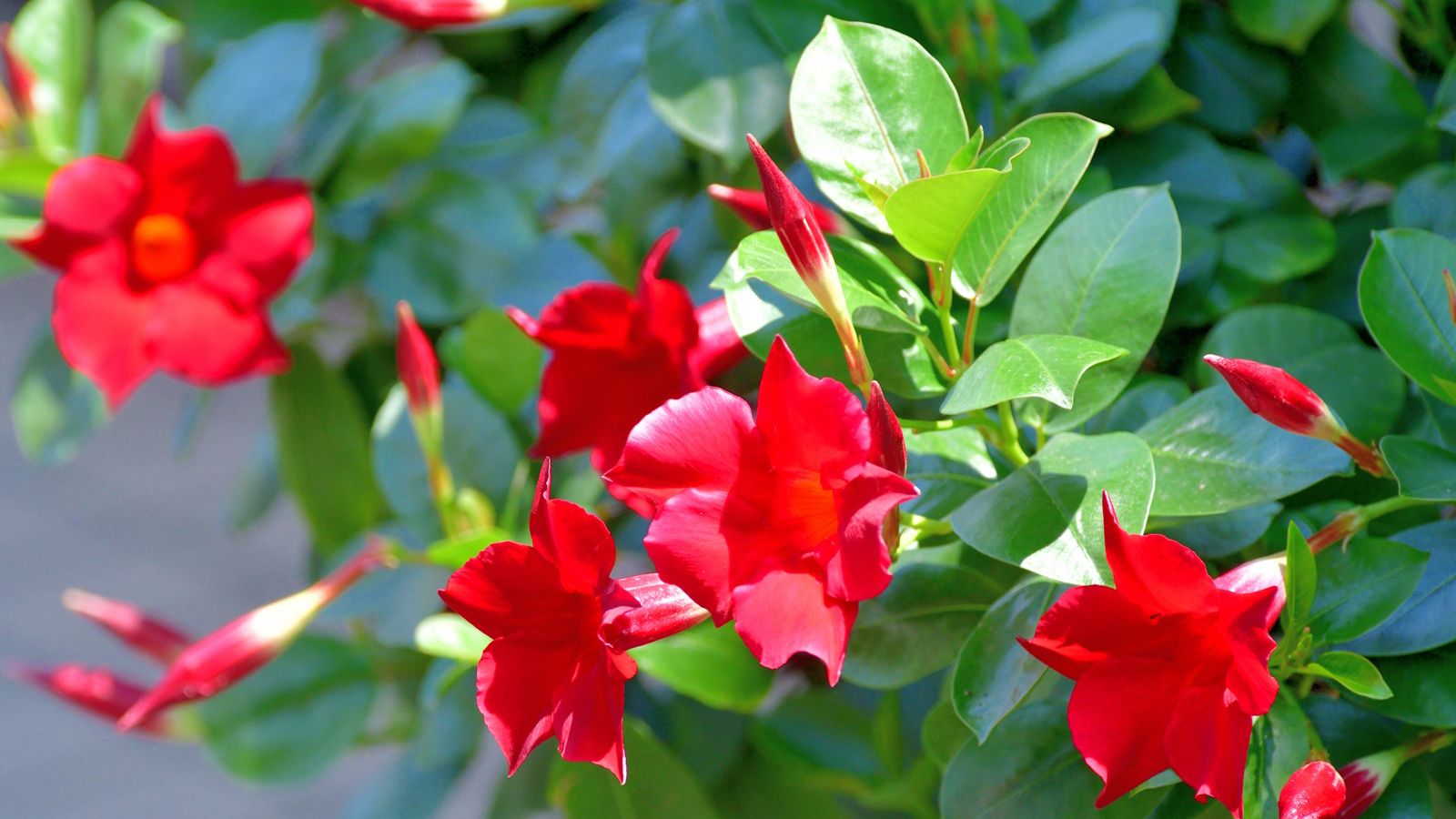Red Mandevilla Flower seeds for Planting Seasonal Bloomer Heirloom & GMO Free Seeds for Home Garden