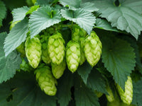 Green Humulus Lupulus Flower seeds for Planting - Cut Flower Favorite, Heirloom & GMO Free Seeds for Home Garden