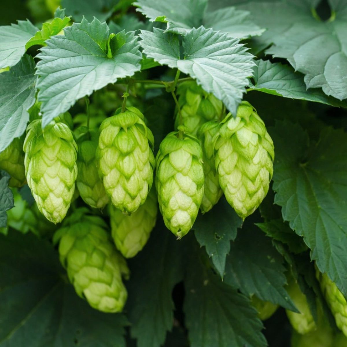 Green Hop Flower seeds for Planting - Low Maintenance, Heirloom & GMO Free Seeds for Home Garden