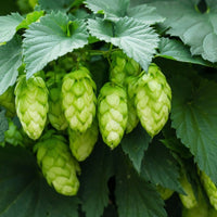 Green Hop Flower seeds for Planting - Low Maintenance, Heirloom & GMO Free Seeds for Home Garden