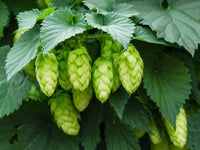 Light Green Humulus Lupulus Flower seeds for Planting - Long Bloom Season, Heirloom & GMO Free Seeds for Home Garden
