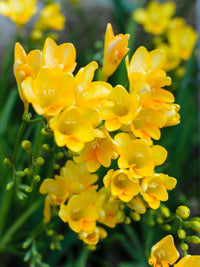 Yellow Freesias Flower seeds for Planting Cut Flower Favorite Heirloom & GMO Free Seeds for Home Garden 
 
 Sale
