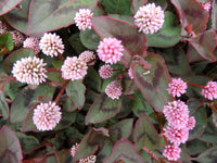 Capitata Flower seeds for Planting - Drought Tolerant, Heirloom & GMO Free Seeds for Home Garden