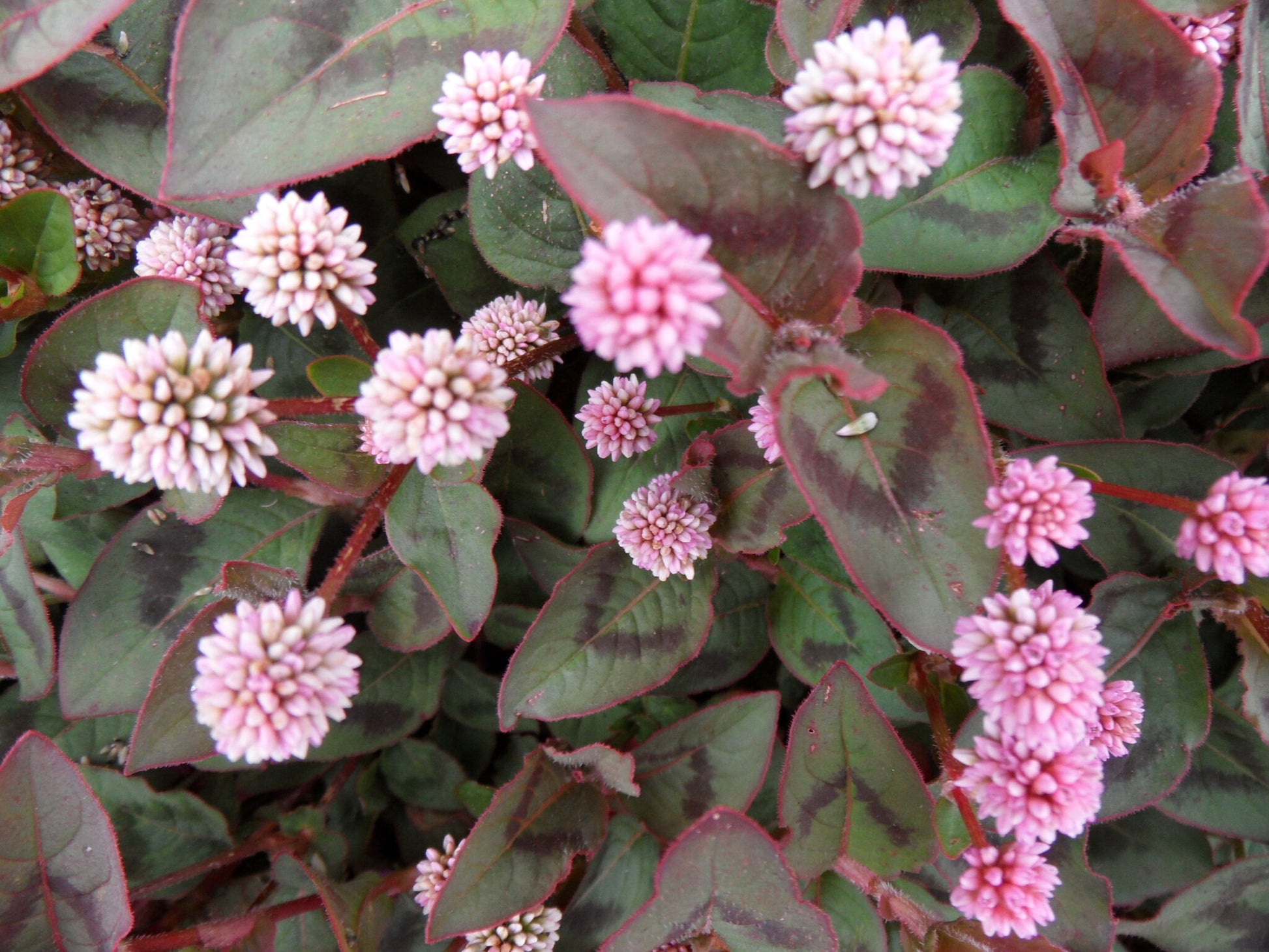 Polygonum Capitatum Flower seeds for Planting Low Maintenance Heirloom & GMO Free Seeds for Home Garden