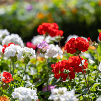 Red White Pelargonium Flower seeds for Planting - Long Bloom Season, Heirloom & GMO Free Seeds for Home Garden