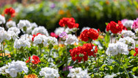 Mixed Regal Pelargonium Flower seeds for Planting - Cottage Garden Essential, Heirloom & GMO Free Seeds for Home Garden