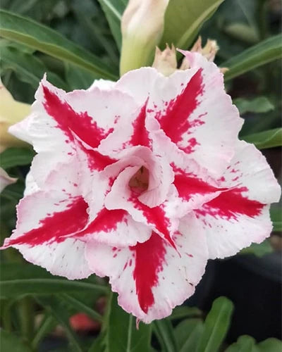 Adenium Obesum Flower seeds for Planting Bright Blooms Heirloom & GMO Free Seeds for Home Garden 
 
 Sale