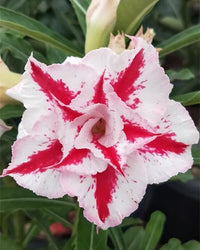 Adenium Obesum Flower seeds for Planting Bright Blooms Heirloom & GMO Free Seeds for Home Garden 
 
 Sale