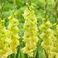 Green Gladiolus Flower Seeds for Planting Pollinator Friendly Heirloom & GMO Free Seeds for Home Garden
 
 Sale