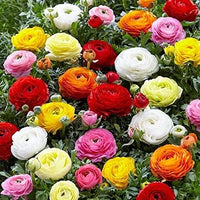 Ranunculus Flower seeds for Planting Premium Quality Heirloom & GMO Free Seeds for Home Garden