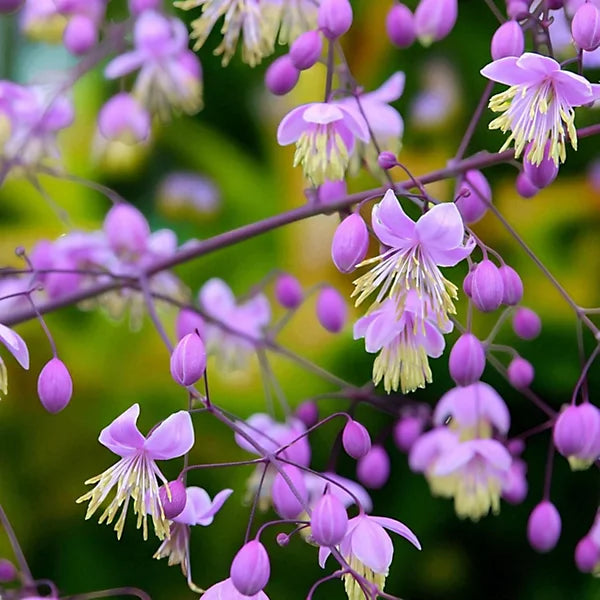 MeadowRue Flower seeds for Planting Compact Growth Heirloom & GMO Free Seeds for Home Garden