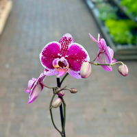 Burgundy White Phalaenopsis Orchids Seeds for Planting Easy to Grow Heirloom & GMO Free Seeds for Home Garden
 
 Sale
