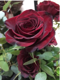 Burgundy Rose Flower Seeds for Planting Low Maintenance Heirloom & GMO Free Seeds for Home Garden
 
 Sale