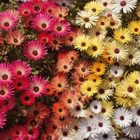 Mischfarbe Flower seeds for Planting - Pollinator Friendly, Heirloom & GMO Free Seeds for Home Garden