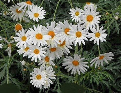 White Perennial Flower Seeds for Easy Planting
